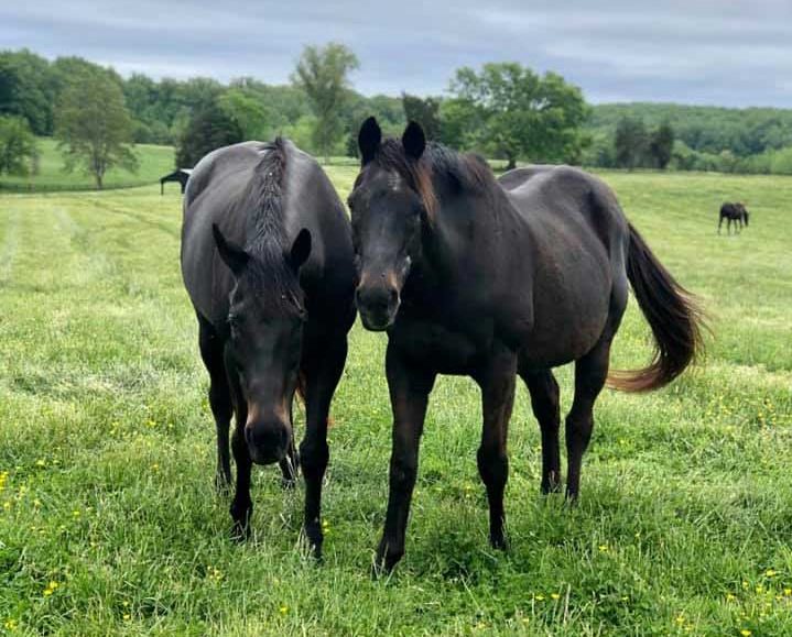 Retired Thoroughbreds JJ and Black Silk at Virginia Thoroughbred Project